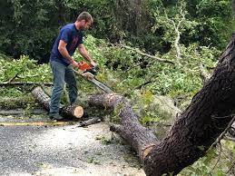 How Our Tree Care Process Works  in  Kirby, TX